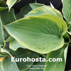 Hosta Battle Star