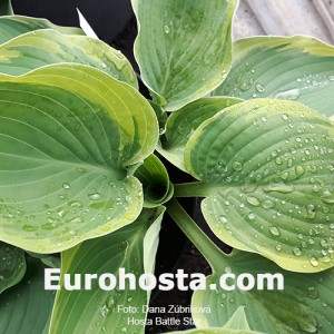 Hosta Battle Star