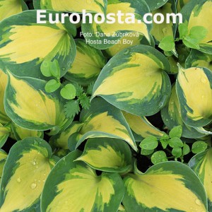 Hosta Beach Boy - Eurohosta