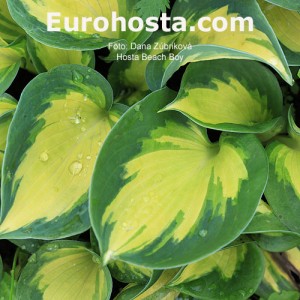 Hosta Beach Boy - Eurohosta