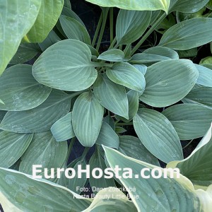 Hosta Beauty Little Blue