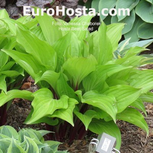 Hosta Beet Salad