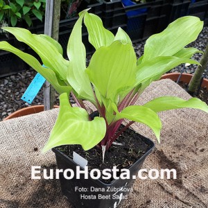 Hosta Beet Salad