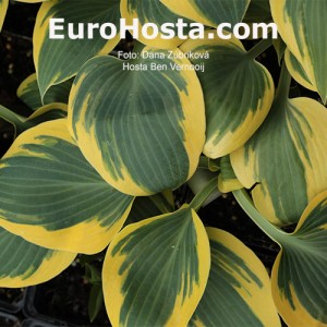 Hosta Ben Vernooij