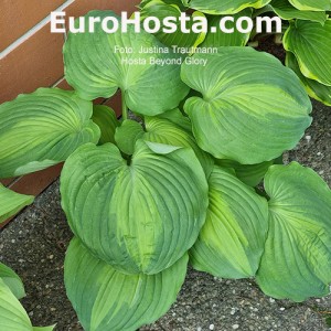 Hosta Beyond Glory