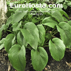 Hosta Big Boy