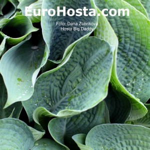 Hosta Big Daddy - Eurohosta