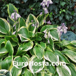 Hosta Bill Brincka