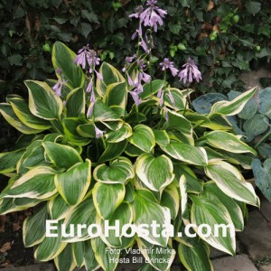 Hosta Bill Brincka