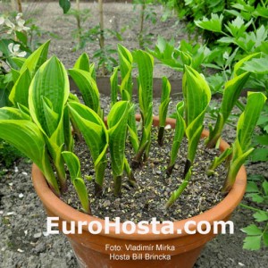 Hosta Bill Brincka