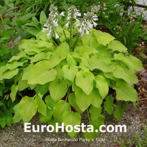 Hosta Birchwood Parky's Gold - Eurohsta