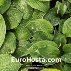 Hosta Black Hills