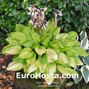 Hosta Blackfoot