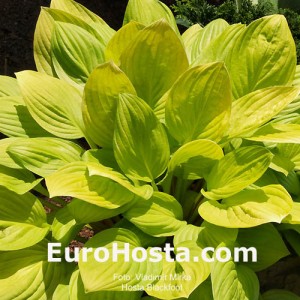 Hosta Blackfoot