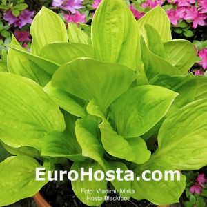 Hosta Blackfoot