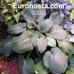 Hosta Blackjack - Eurohosta