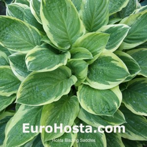 Hosta Blazing Saddles