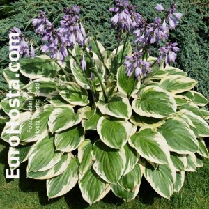 Hosta Blazing Saddles