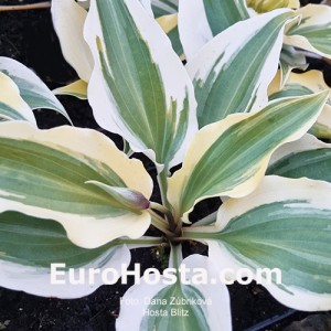 Hosta Blitz