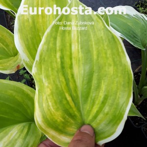 Hosta Blizzard