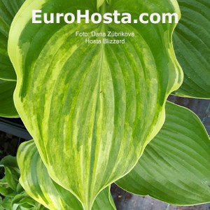 Hosta Blizzard