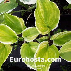 Hosta Blizzard