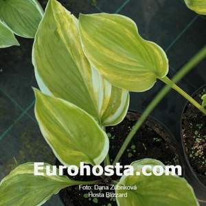 Hosta Blizzard