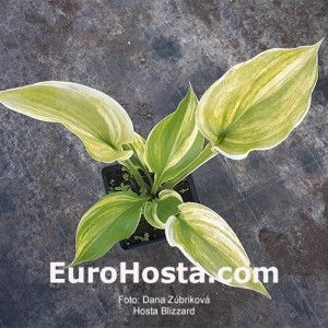 Hosta Blizzard