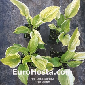 Hosta Blizzard