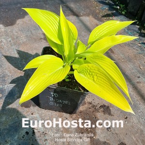 Hosta Blondes Gift 