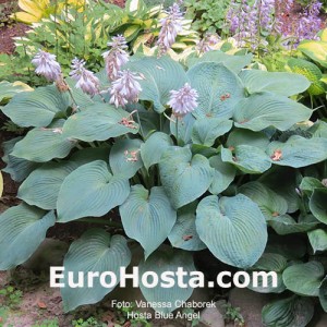 Hosta Blue Angel - Eurohosta