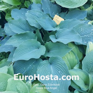 Hosta Blue Angel