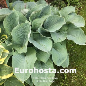 Hosta Blue Angel