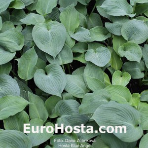 Hosta Blue Angel - Eurohosta