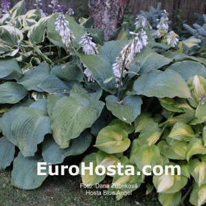 Hosta Blue Angel - Eurohosta