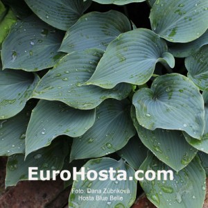 Hosta Blue Belle - Eurohosta