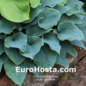 Hosta Blue Belle - Eurohosta