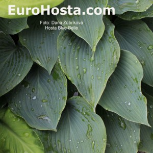 Hosta Blue Belle - Eurohosta