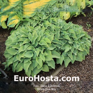 Hosta Blue Boy - Eurohosta