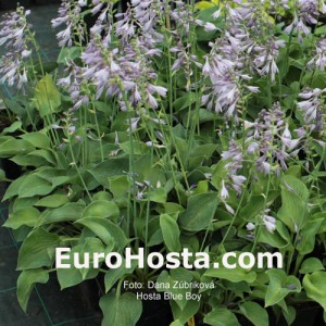 Hosta Blue Boy - Eurohosta