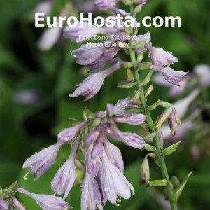 Hosta Blue Boy - Eurohosta