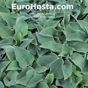 Hosta Blue Cadet - Eurohosta