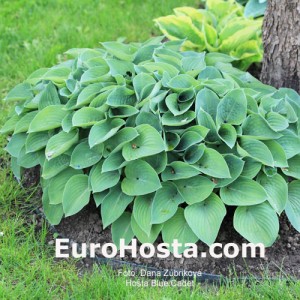 Hosta Blue Cadet - Eurohosta