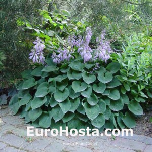 Hosta Blue Cadet - Eurohosta