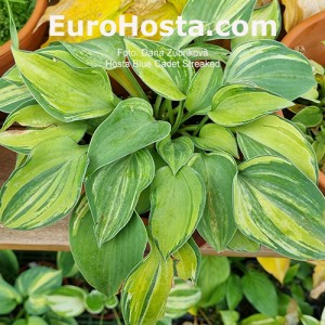 Hosta Blue Cadet Streaked