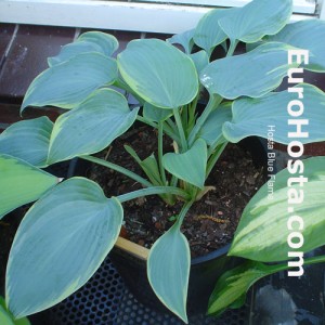 Hosta Blue Flame - Eurohosta