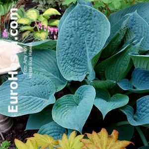 Hosta Blue Hawaii - Eurohosta