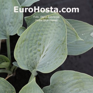 Hosta Blue Hawaii - Eurohosta