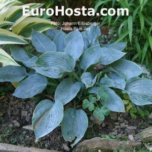 Hosta Blue Jay - Eurohosta