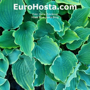 Hosta Blue Jeans Bling